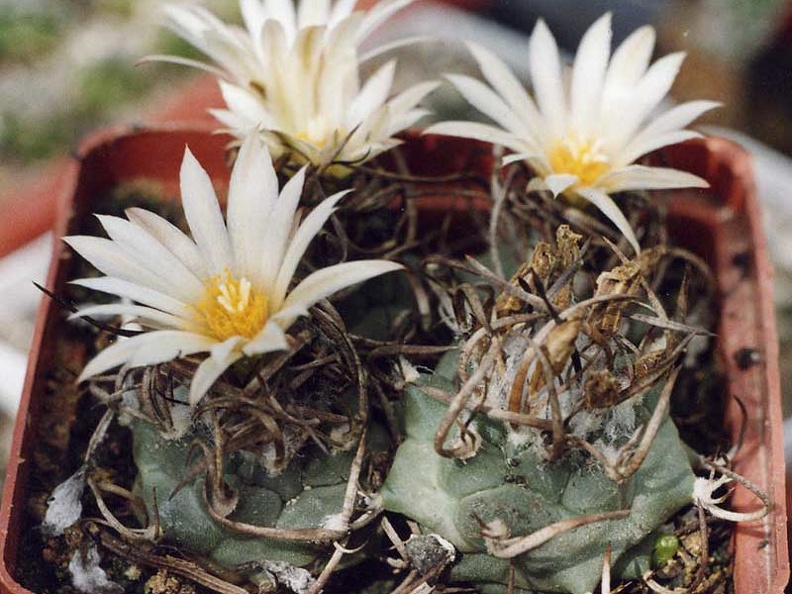 Turbinicarpus-Klinkerianus--01