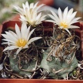 Turbinicarpus-Klinkerianus--01
