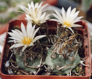 Turbinicarpus-Klinkerianus--01