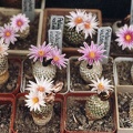 Turbinicarpus valdezianus