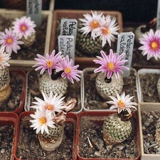 Turbinicarpus valdezianus