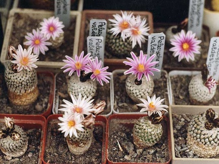 Turbinicarpus valdezianus
