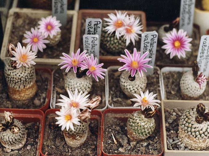 Turbinicarpus valdezianus