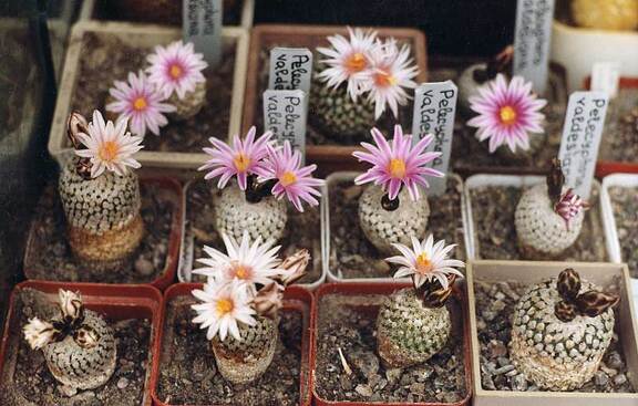 Turbinicarpus valdezianus