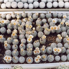 Turbinicarpus diсkisoniae - сеянцы