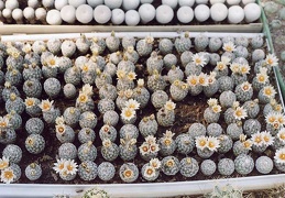 Turbinicarpus diсkisoniae - сеянцы