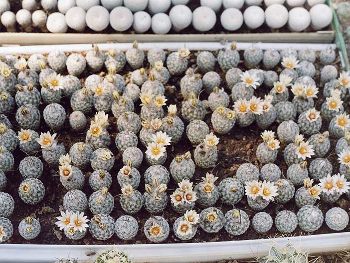Turbinicarpus diсkisoniae - сеянцы