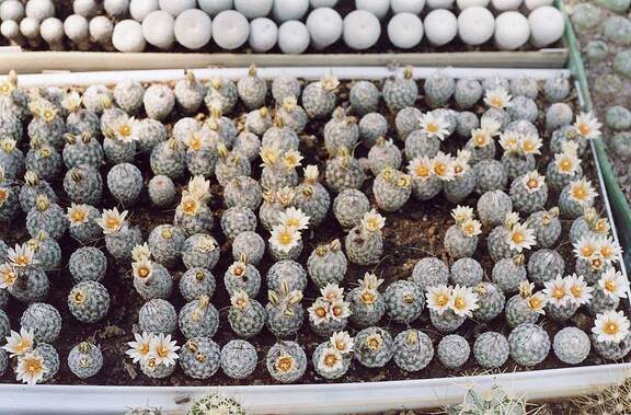 Turbinicarpus diсkisoniae - сеянцы