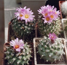 Turbinicarpus roseiflorus