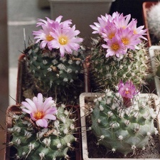 Turbinicarpus roseiflorus