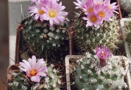 Turbinicarpus roseiflorus