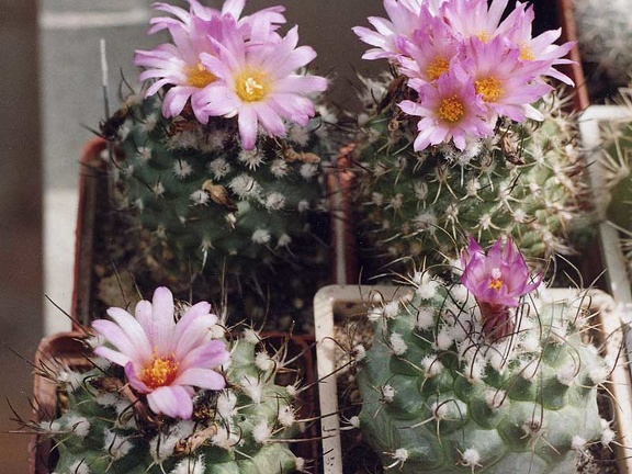 Turbinicarpus roseiflorus