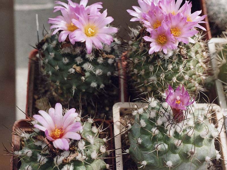 Turbinicarpus roseiflorus