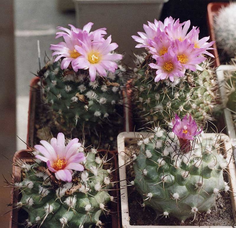 Turbinicarpus roseiflorus