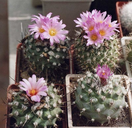 Turbinicarpus roseiflorus
