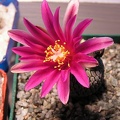 Turbinicarpus  pseudopectinatus v  rubriflorus