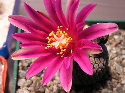 Turbinicarpus  pseudopectinatus v  rubriflorus