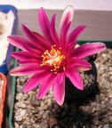 Turbinicarpus  pseudopectinatus v  rubriflorus