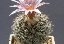 Turbinicarpus  saueri v  nelissae Lira FG