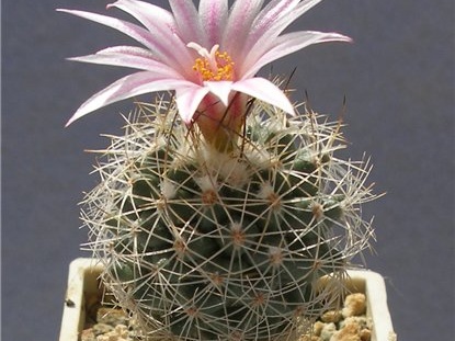 Turbinicarpus  saueri v  nelissae Lira FG