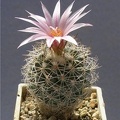 Turbinicarpus  saueri v  nelissae Lira FG