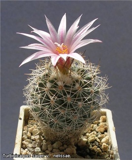 Turbinicarpus  saueri v  nelissae Lira FG