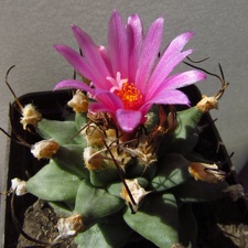 Turbinicarpus alonsoi
