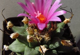 Turbinicarpus alonsoi