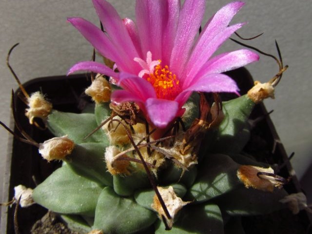 Turbinicarpus alonsoi
