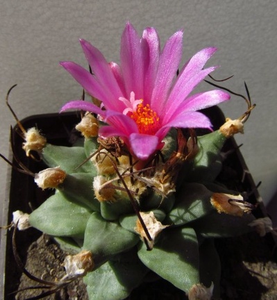 Turbinicarpus alonsoi