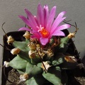 Turbinicarpus alonsoi
