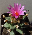 Turbinicarpus alonsoi