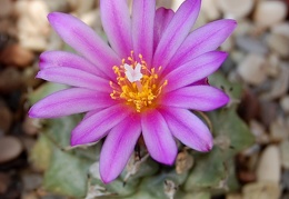 Turbinicarpus alonsoi 001