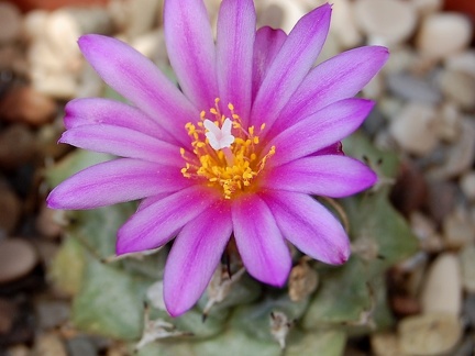 Turbinicarpus alonsoi 001
