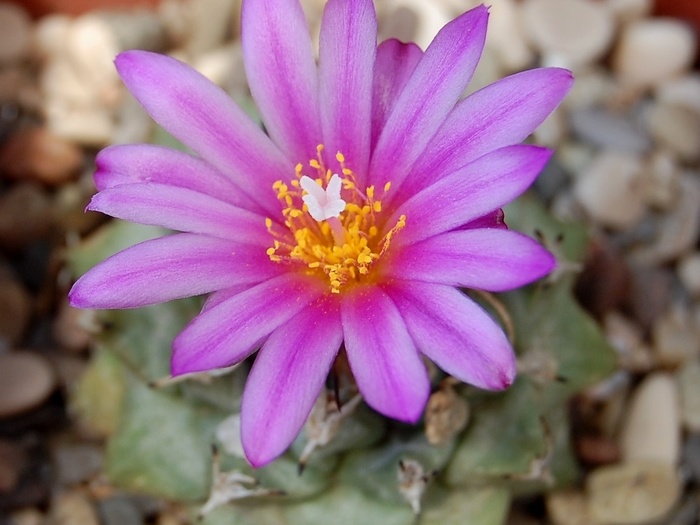 Turbinicarpus alonsoi 001
