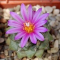 Turbinicarpus alonsoi 001