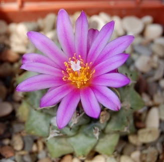 Turbinicarpus alonsoi 001
