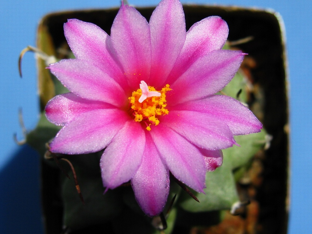 Turbinicarpus alonsoi 002