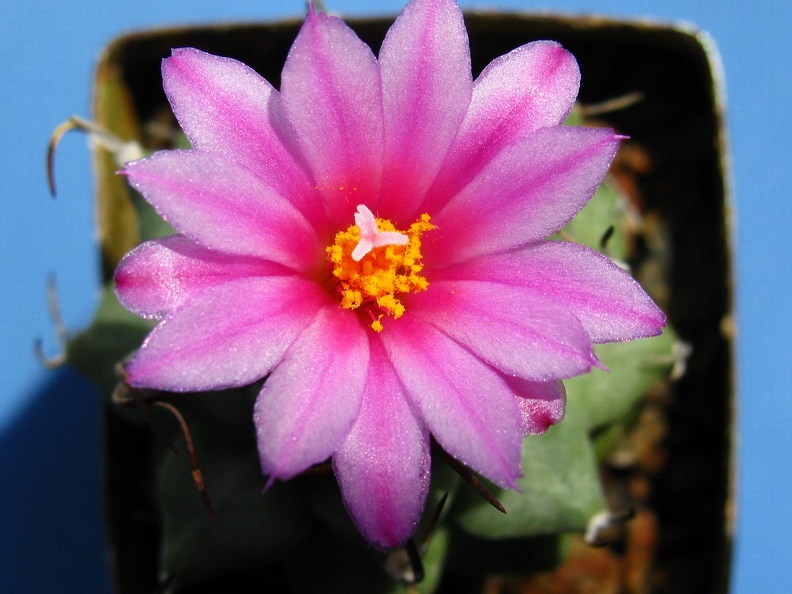 Turbinicarpus alonsoi 002