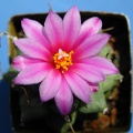 Turbinicarpus alonsoi 002