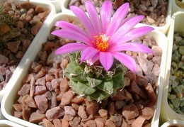 Turbinicarpus alonsoi Kr FG