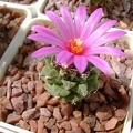 Turbinicarpus alonsoi Kr FG
