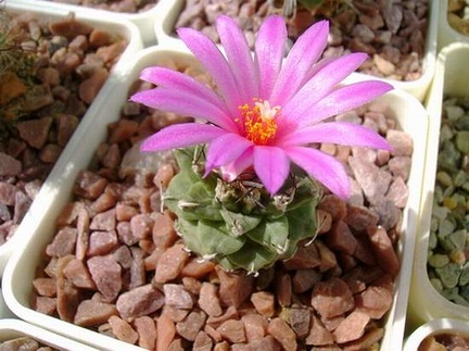 Turbinicarpus alonsoi Kr FG