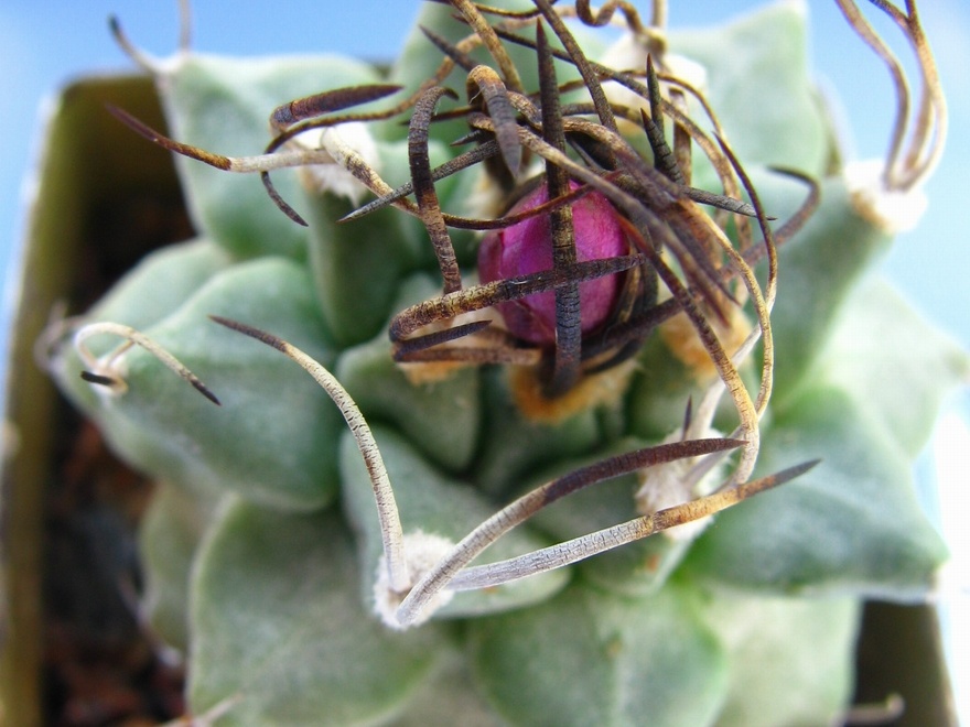 Turbinicarpus alonsoi bud