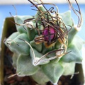 Turbinicarpus alonsoi bud