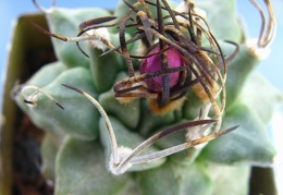 Turbinicarpus alonsoi bud