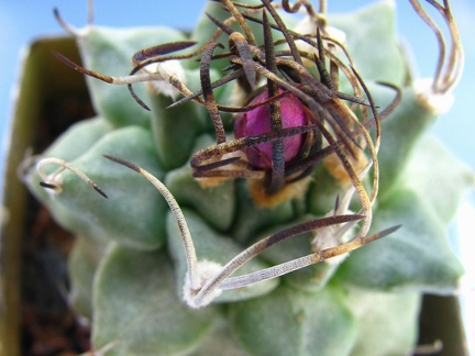 Turbinicarpus alonsoi bud