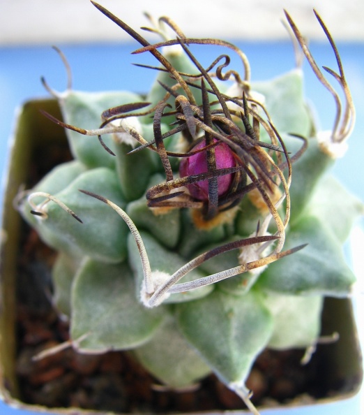 Turbinicarpus_alonsoi_bud.jpg