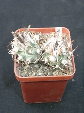 Turbinicarpus flaviflorus