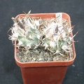 Turbinicarpus flaviflorus